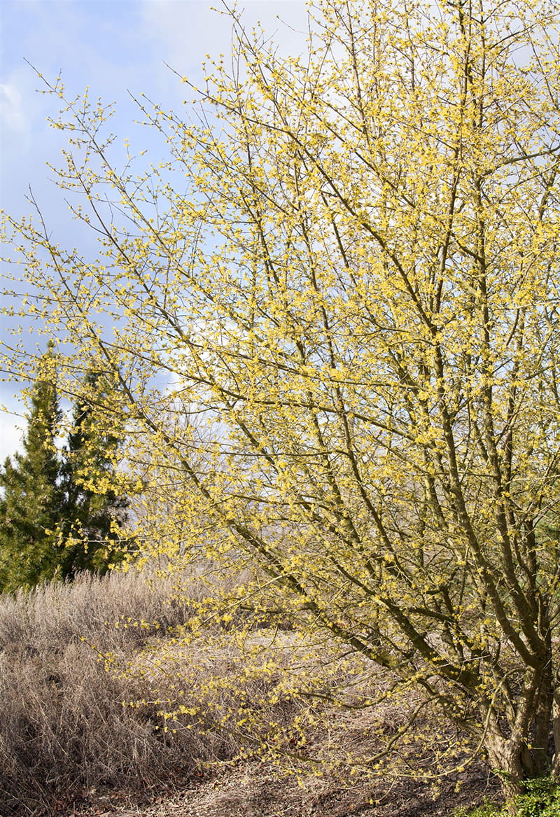 Kornelkirsche • Cornus mas Containerware 125-150 cm hoch, Solitärpflanze Ansicht 4