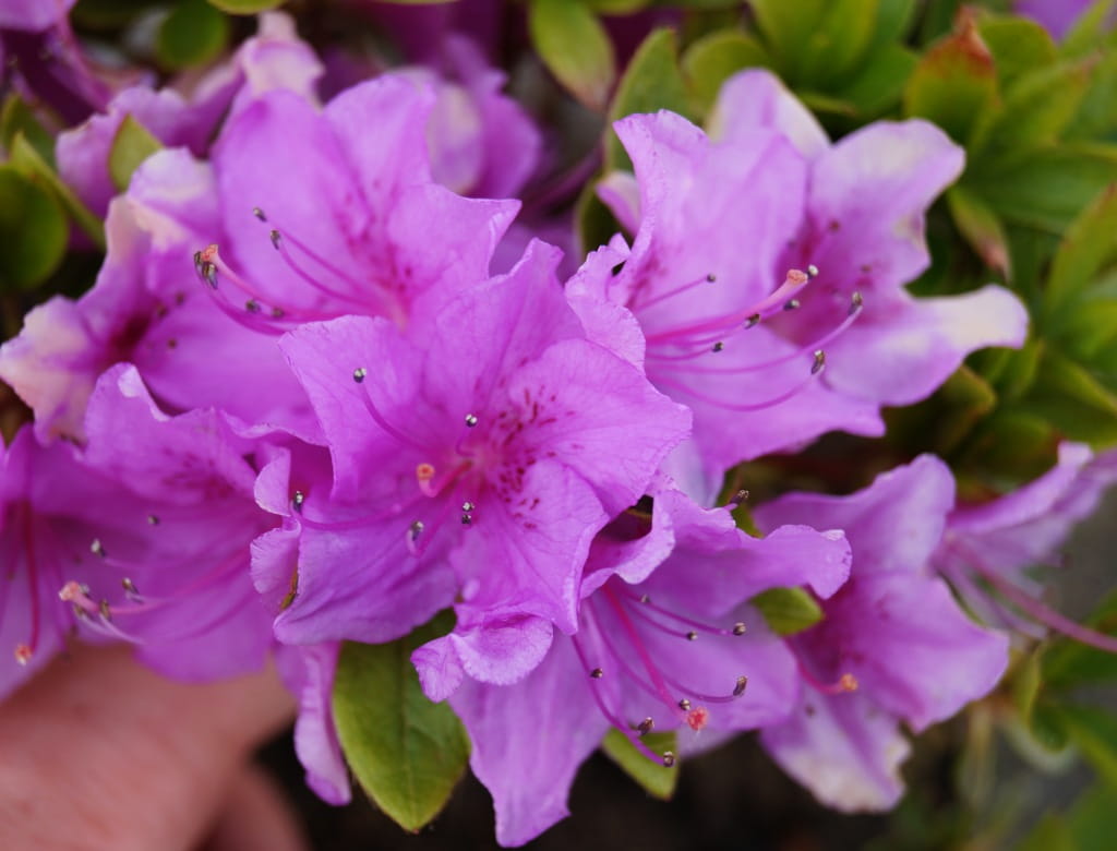 Japanische Azalee 'Otava' • Rhododendron obtusum 'Otava' Ansicht 1
