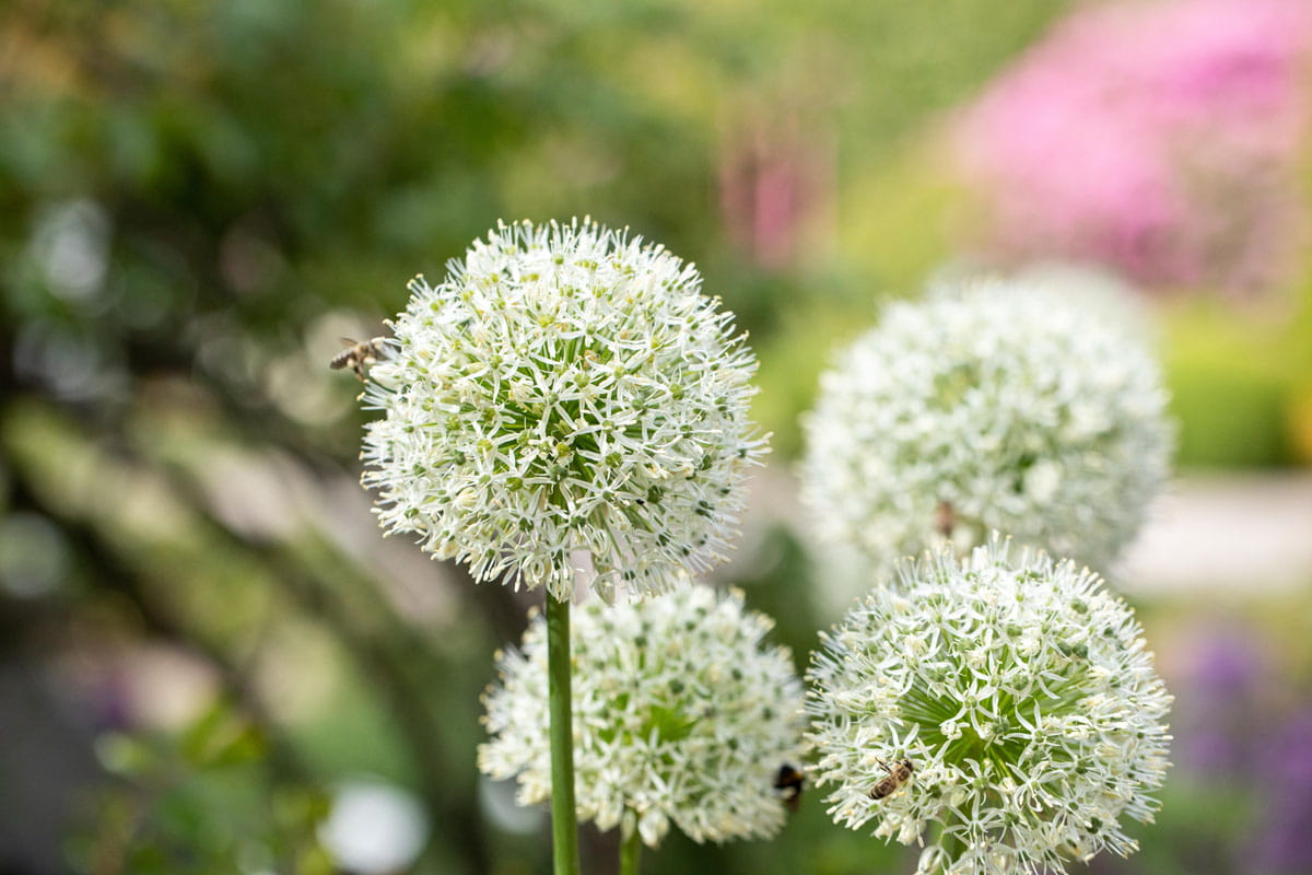 Blumenzwiebel - Allium stipitatum 'Mount Everest' 2er Packung