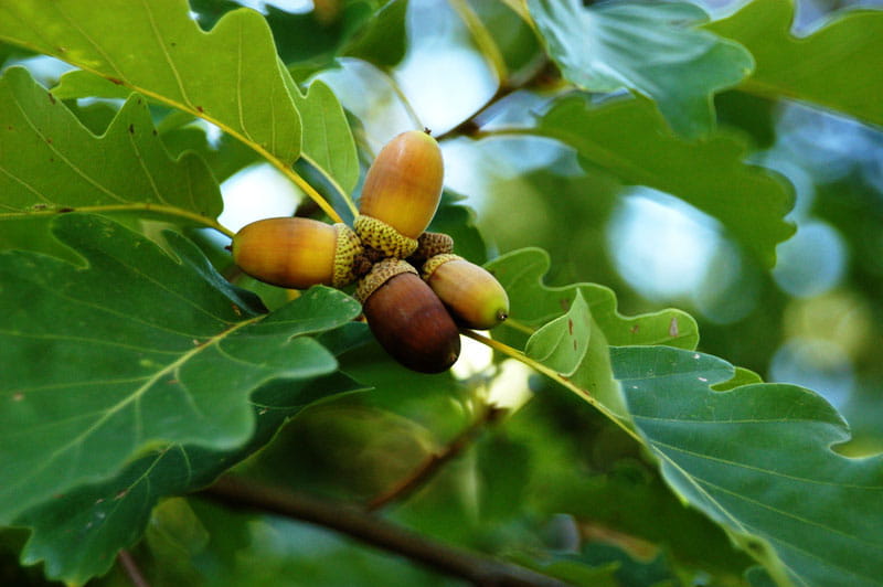 Traubeneiche • Quercus petraea Ansicht 2