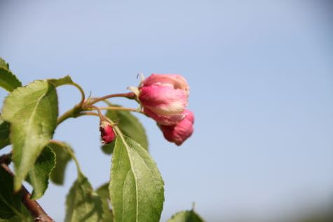 Zierapfel 'Red Jade' • Malus-Hybride 'Red Jade'