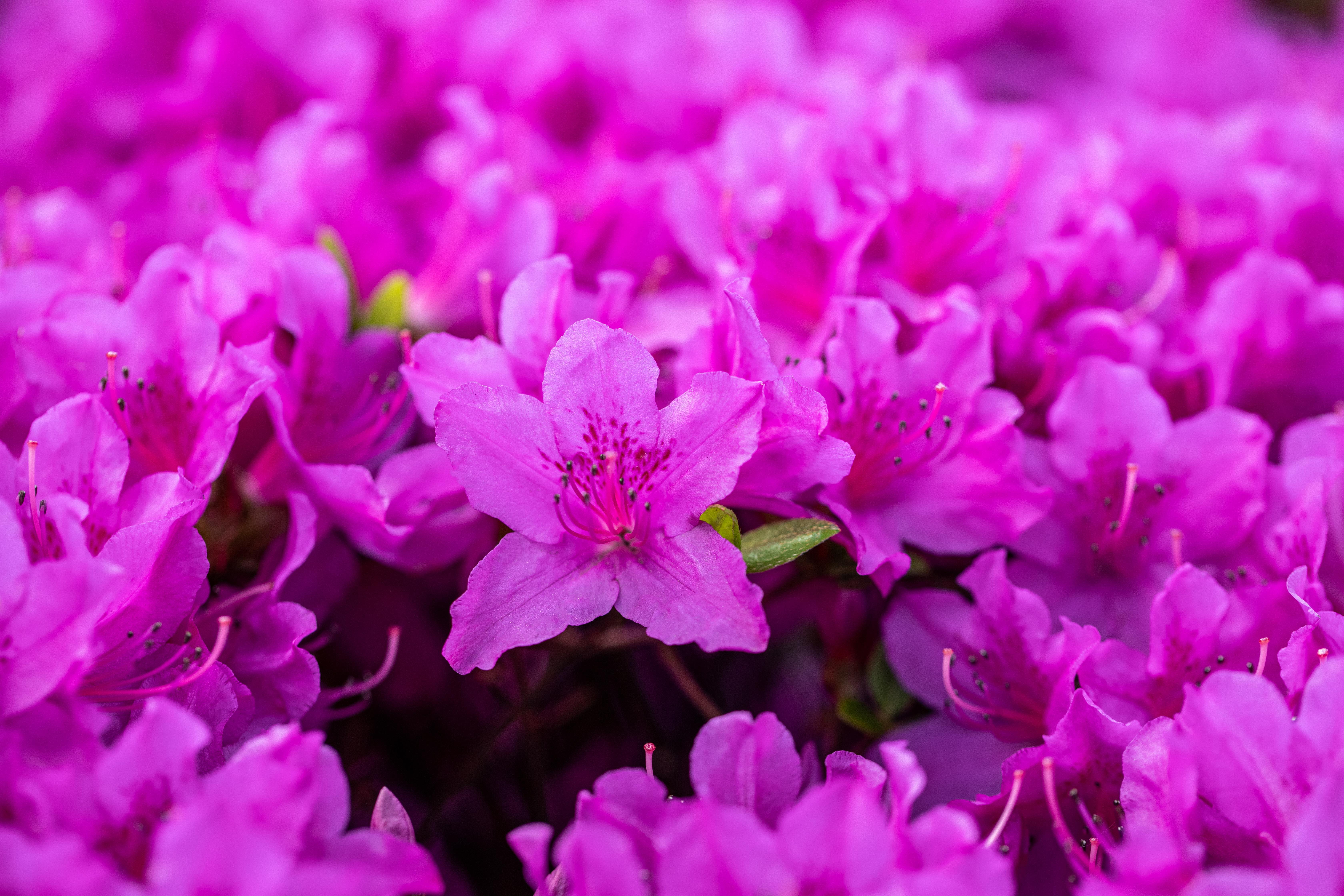 Japanische Azalee 'Lady Dark' • Rhododendron obtusum 'Lady Dark'