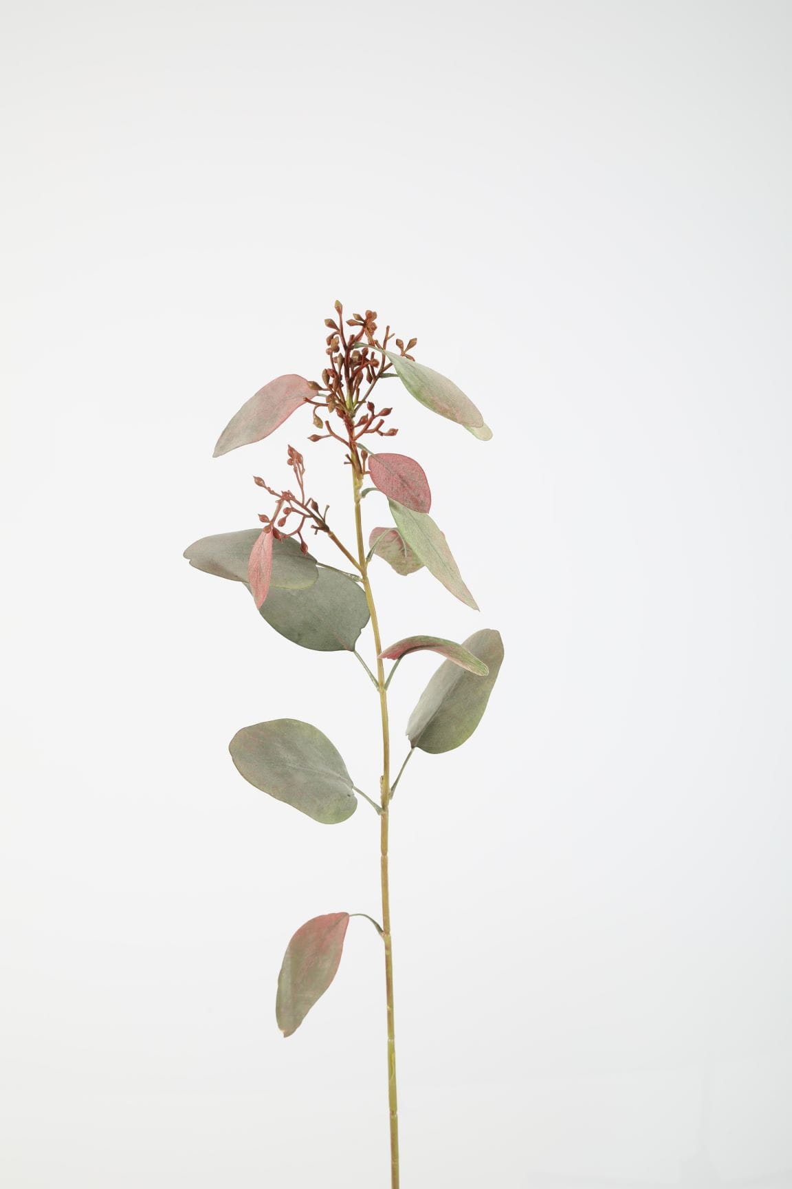 Colours & Green Seidenblume EUCALYPTUS SEED SPRAY