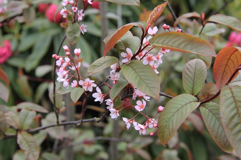 Traubenkirsche 'Colorata' • Prunus padus 'Colorata' Ansicht 3