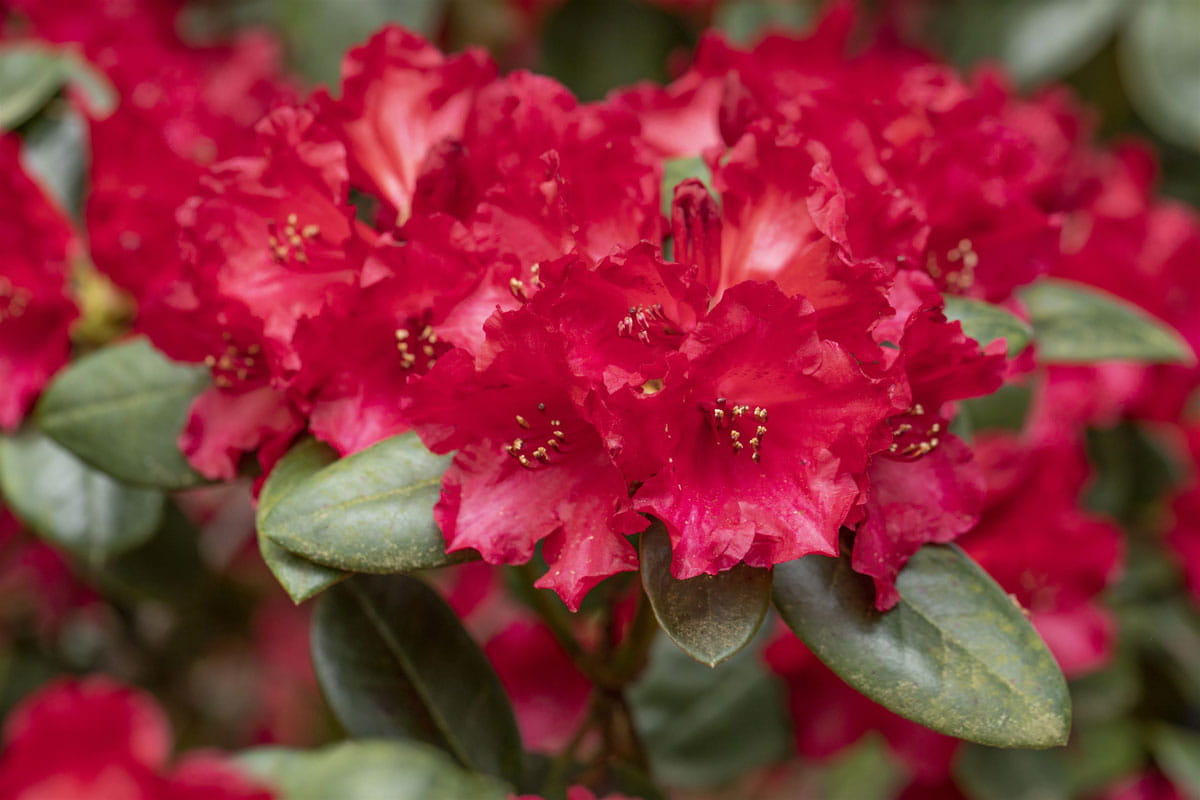 Rhododendron 'Tromba' • Rhododendron williams. 'Tromba'