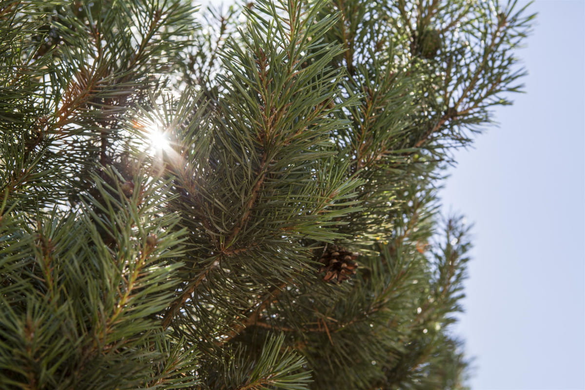 Norwegische Waldkiefer 'Norske Typ' • Pinus sylvestris 'Norske Typ' Ansicht 1