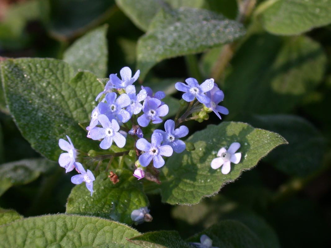 Kaukasusvergissmeinnicht 'Langtrees' • Brunnera macrophylla 'Langtrees' Ansicht 4