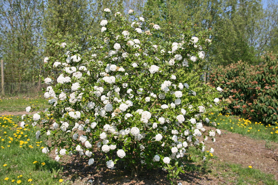 Osterschneeball 'Anne Russel' • Viburnum burkwoodii 'Anne Russel' Ansicht 2