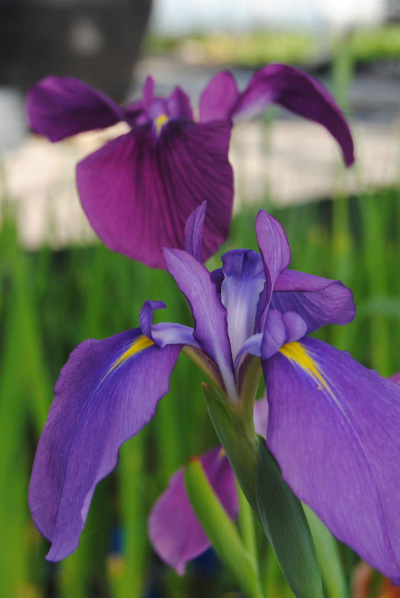 Sumpf-Schwertlilie • Iris ensata