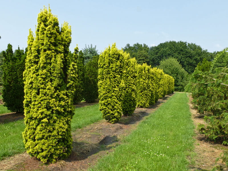 Gelbe Säuleneibe 'Fastigiata Aureomarginata' • Taxus baccata 'Fastigiata Aureomarginata' Ansicht 2