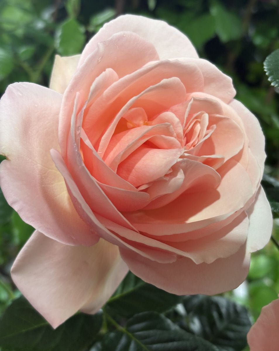 Edelrose 'Aphrodite' • Rosa 'Aphrodite'