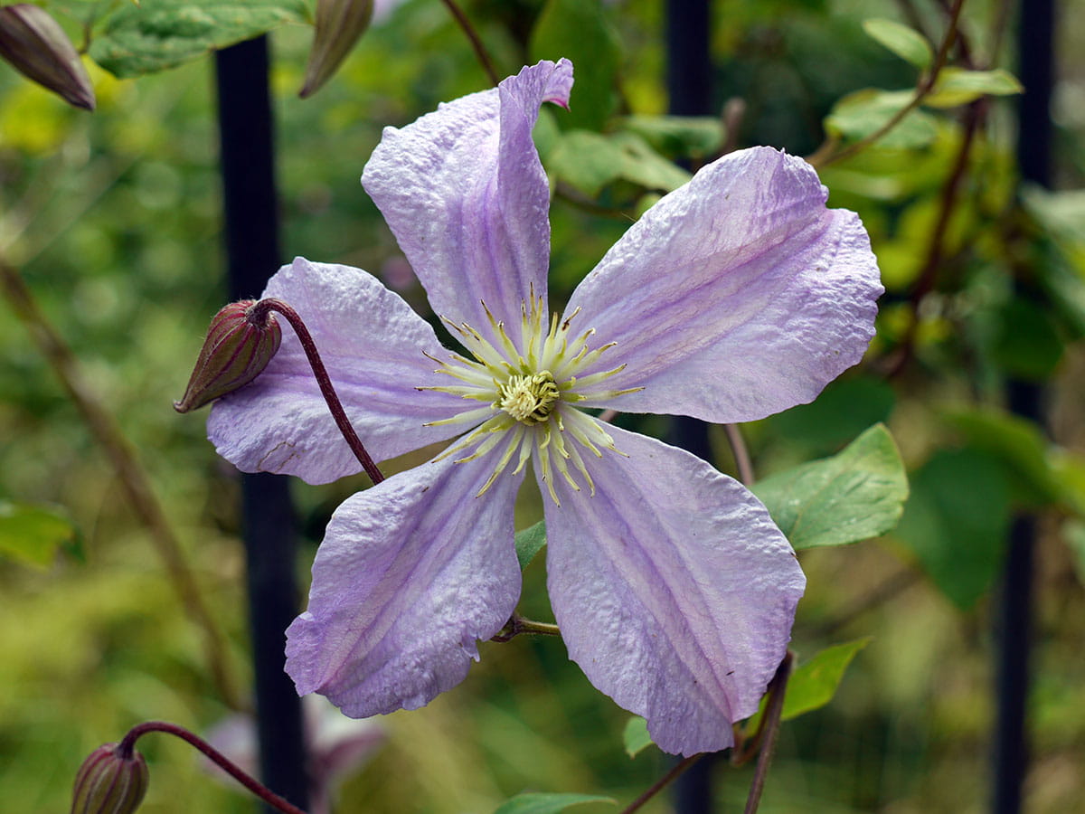 Italienische Waldrebe 'Prince Charles' • Clematis viticella 'Prince Charles'