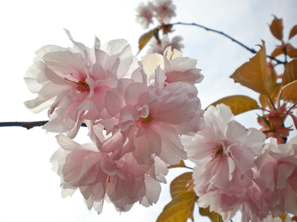 Japanische Blütenkirsche 'Kanzan' • Prunus serrulata 'Kanzan' Ansicht 4