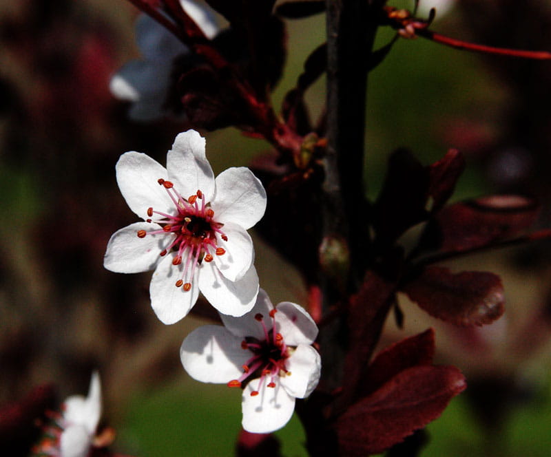 Zwerg-Blutpflaume • Prunus cistena Ansicht 6