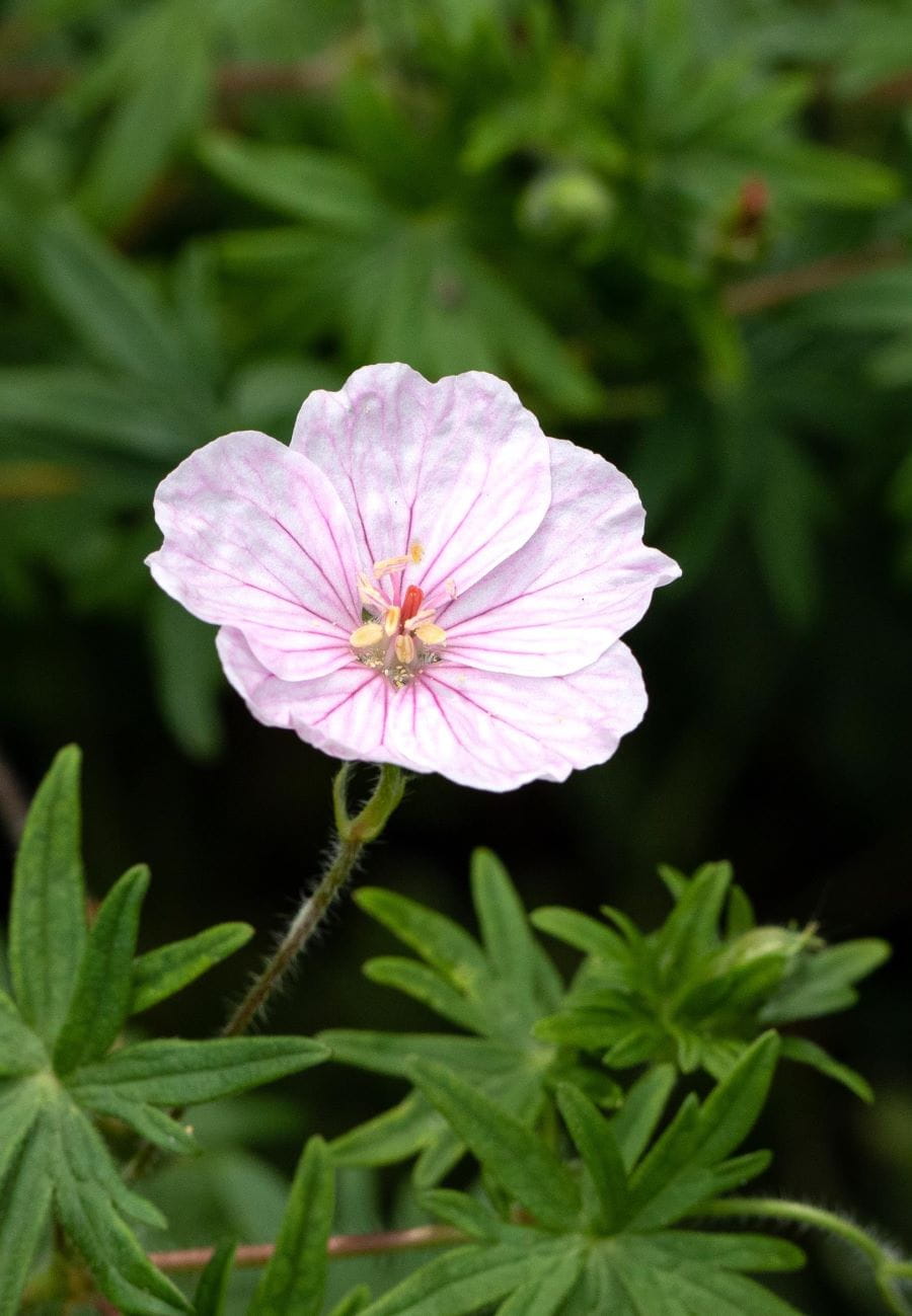 Wald-Storchschnabel 'Bakers Pink'® • Geranium sylvaticum 'Bakers Pink'®