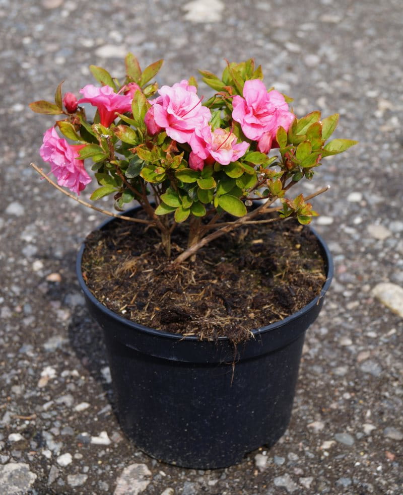 Japanische Azalee 'Babuschka'® • Rhododendron obtusum 'Babuschka'® Ansicht 3