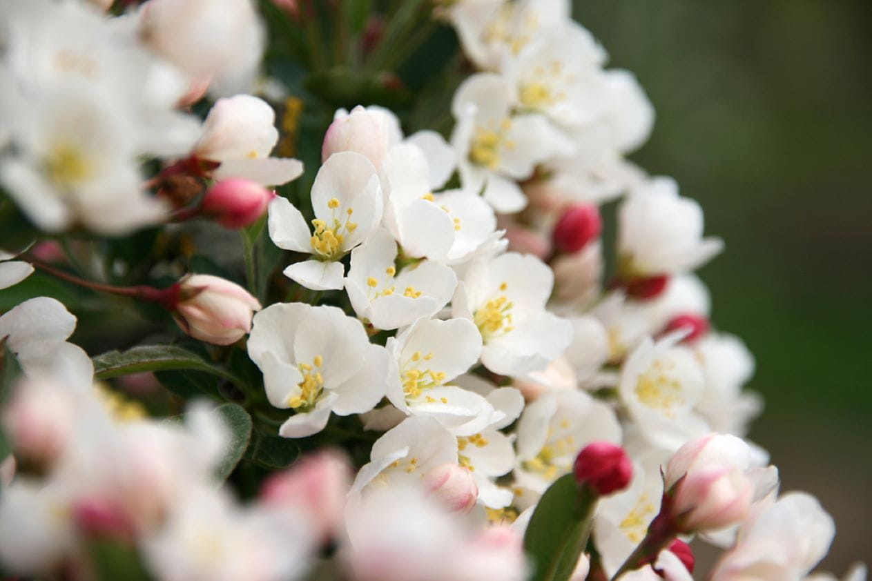 Zierapfel 'Tina' • Malus-Hybride 'Tina'