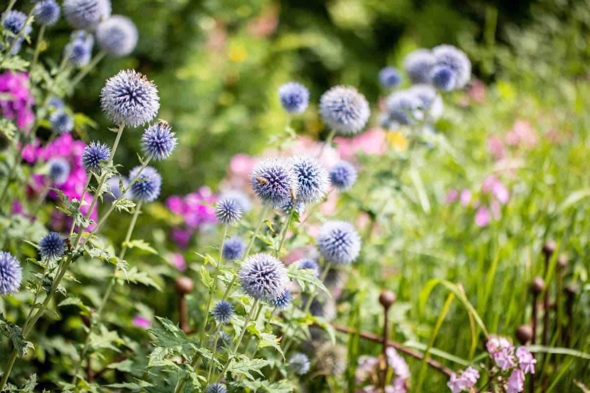 Banater Kugeldistel 'Taplow Blue' • Echinops bannaticus 'Taplow Blue'