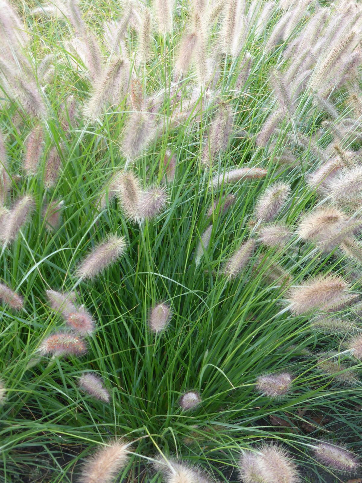 Pflege von Gräsern im Garten
