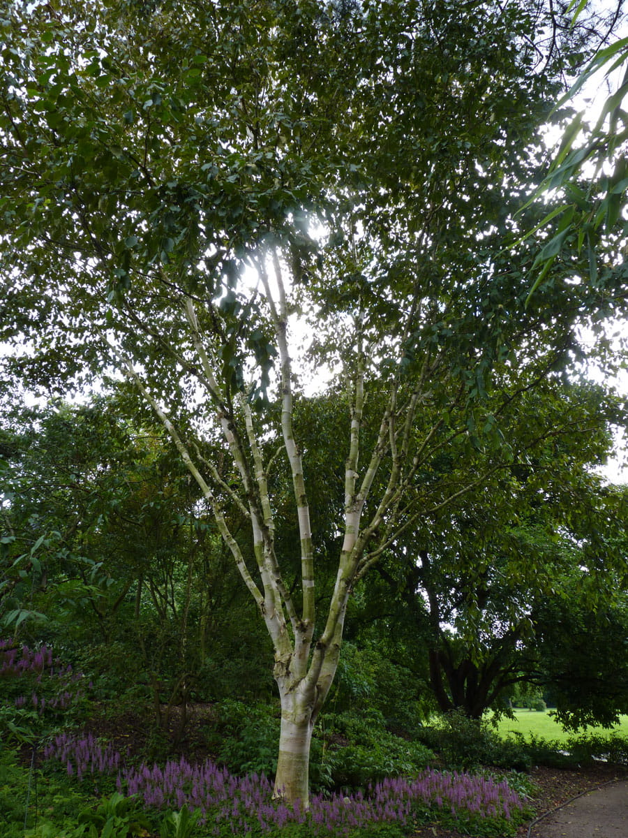 Kategorie <b>Laubbäume </b> - Himalayabirke • Betula jacquemontii