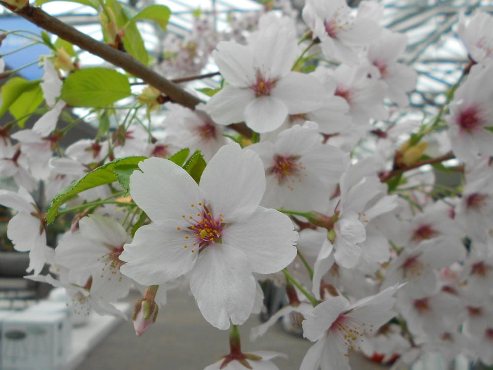 Tokio Kirsche • Prunus yedoensis Ansicht 1