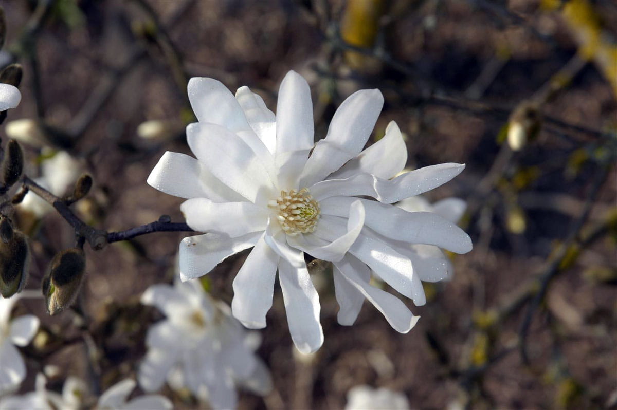 Sternmagnolie 'Waterlily' • Magnolia stellata 'Waterlily' Ansicht 1