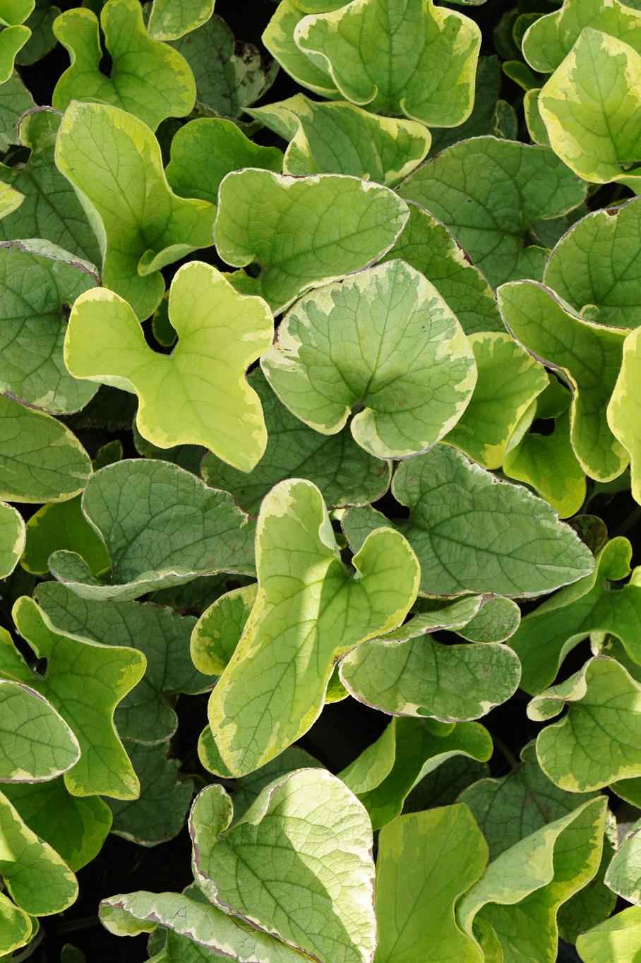 Kaukasusvergissmeinnicht 'Hadspen Cream' • Brunnera macrophylla 'Hadspen Cream' Ansicht 8