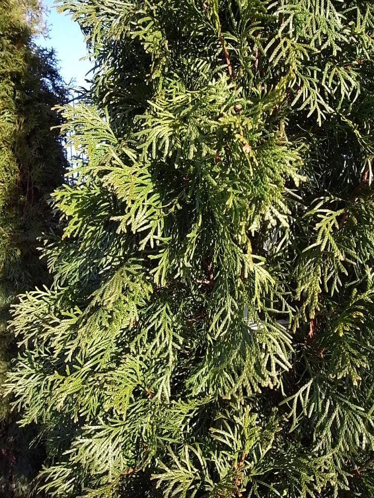 Lebensbaum 'Smaragd' • Thuja occidentalis 'Smaragd' Ansicht 9