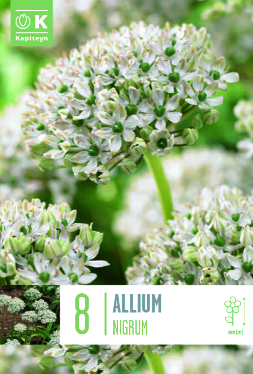 Blumenzwiebel - Allium nigrum 8er Packung