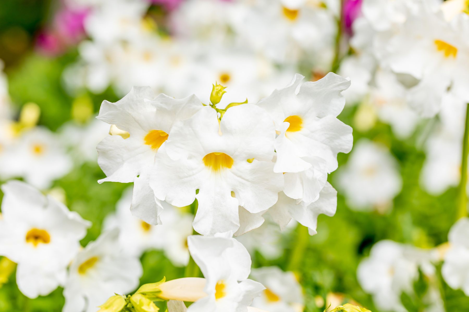 Freilandgloxinie 'Alba' • Incarvillea delavayi 'Alba' Ansicht 3