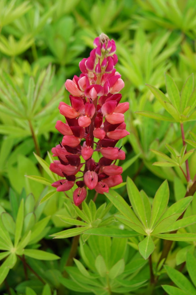 Lupine 'Mein Schloss' • Lupinus polyphyllus 'Mein Schloss' Topfware Ansicht 1