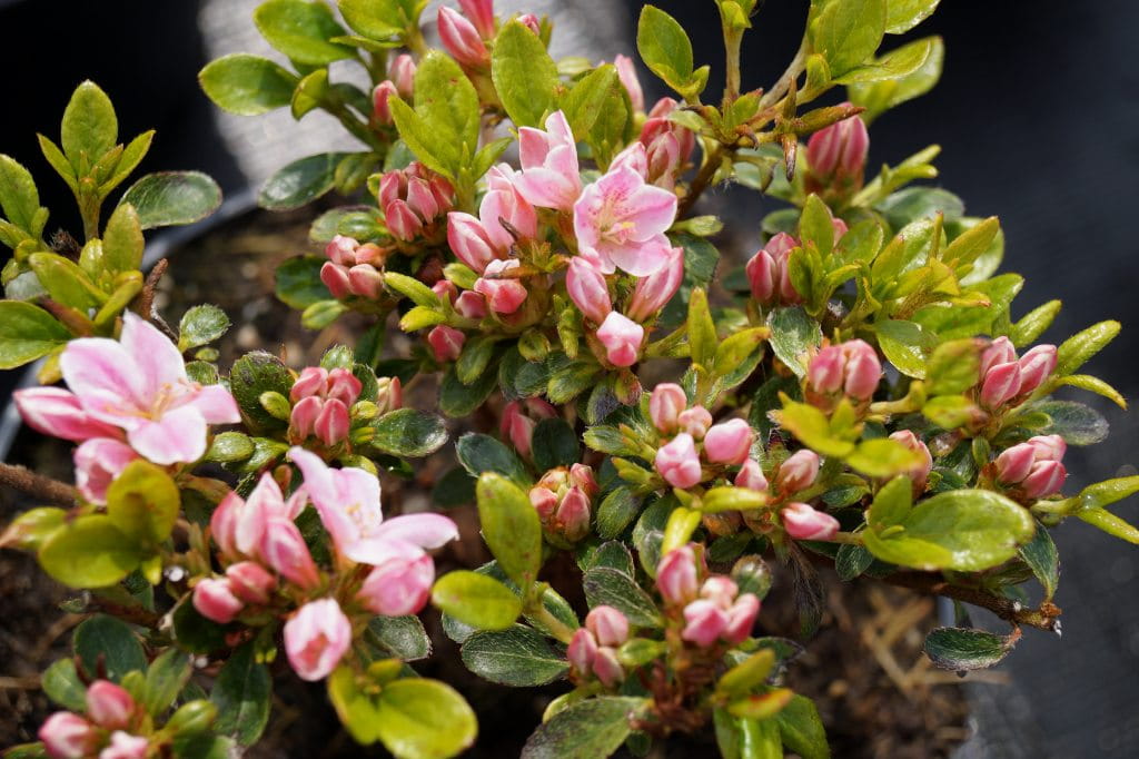 Rhododendron 'Kermesina Rose' • Rhododendron obtusum 'Kermesina Rose'