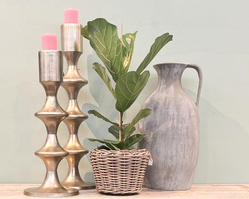 Geigenfeige • Ficus lyrata Topfdurchmesser 21 cm, 90 cm hoch Topfware Ansicht 5