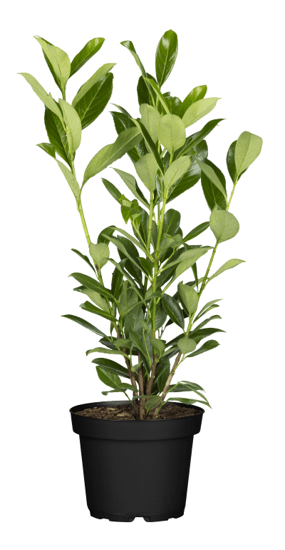 Kirschlorbeer 'Herbergii' • Prunus laurocerasus 'Herbergii' Ansicht 5