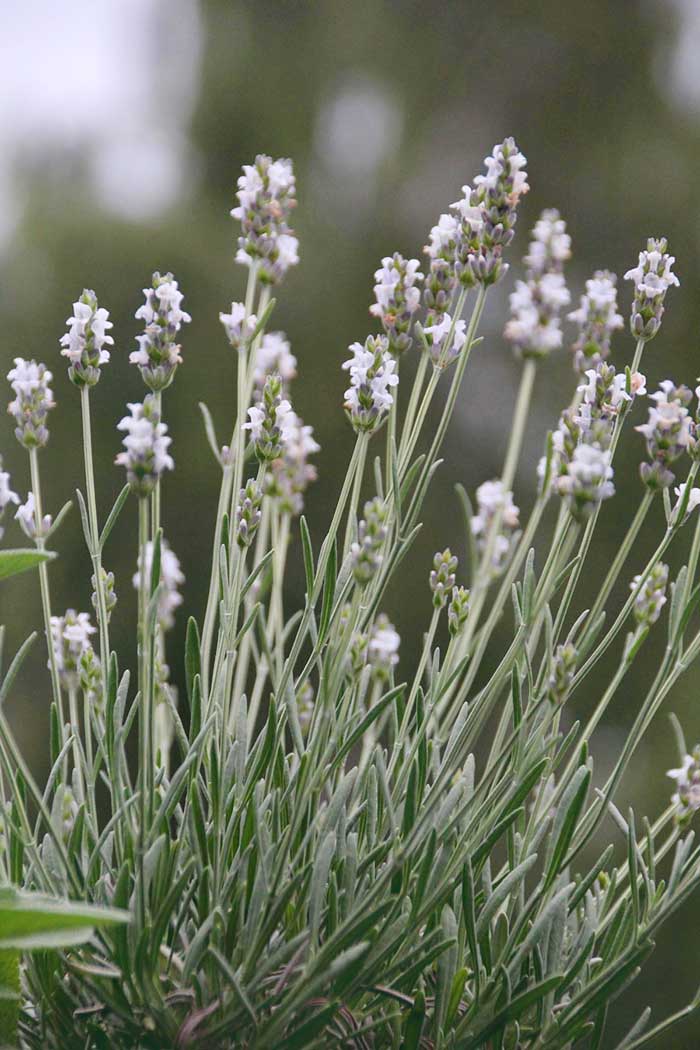 Weißblühender Lavender 'Nana Alba' • Lavandula angustifolia 'Nana Alba'