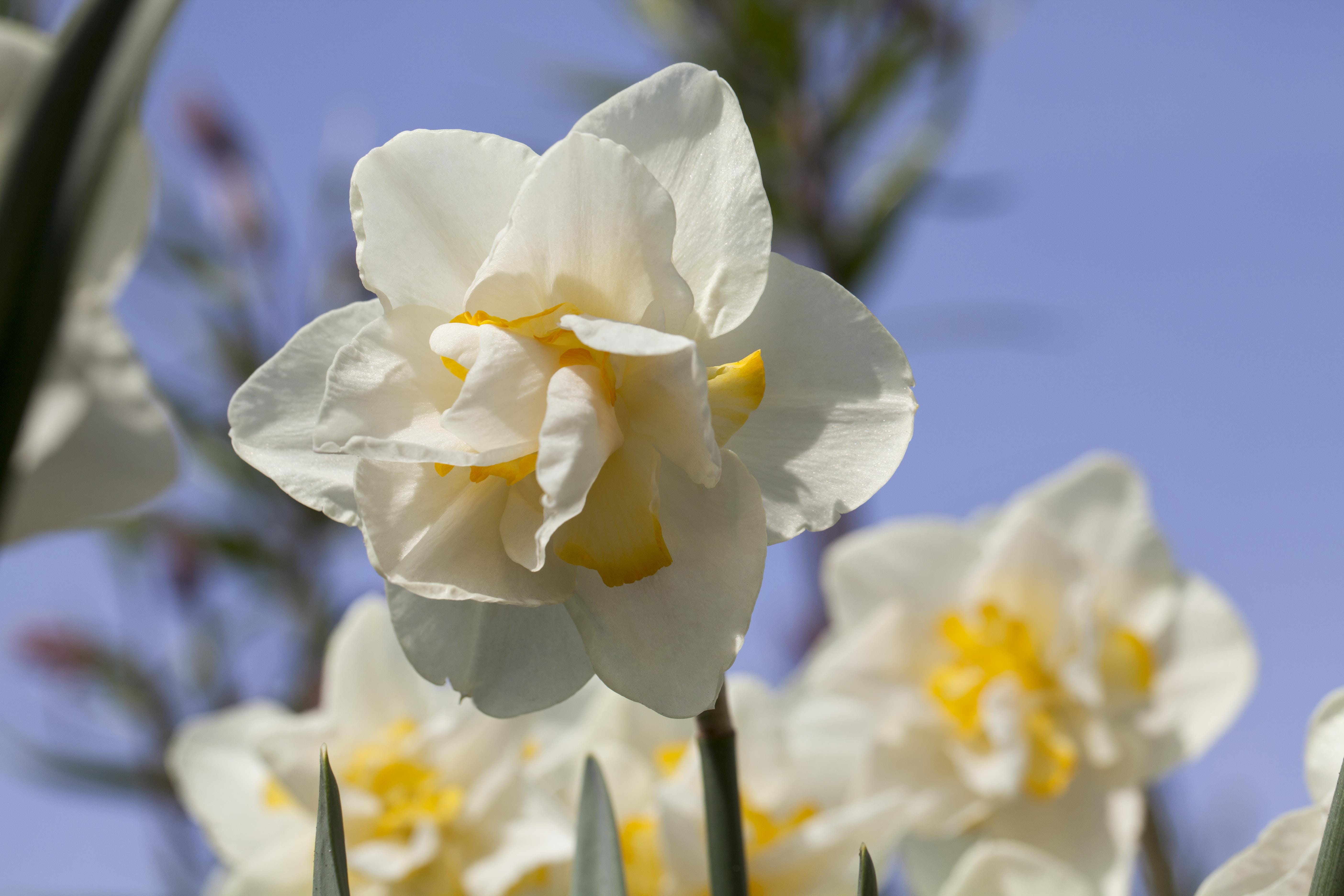 Blumenzwiebel - Narcissus 'White Lion' 5er Packung