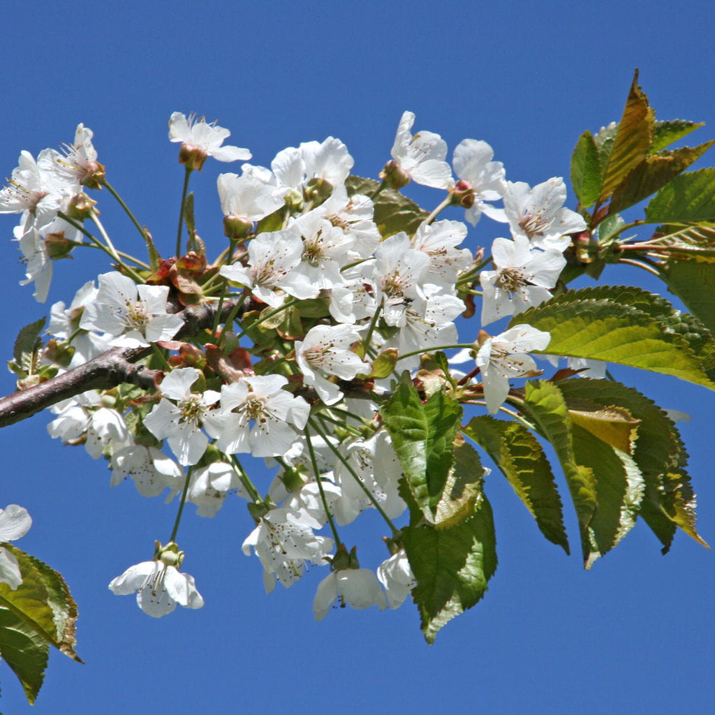 Süßkirsche 'Kordia' • Prunus avium 'Kordia' Ansicht 3