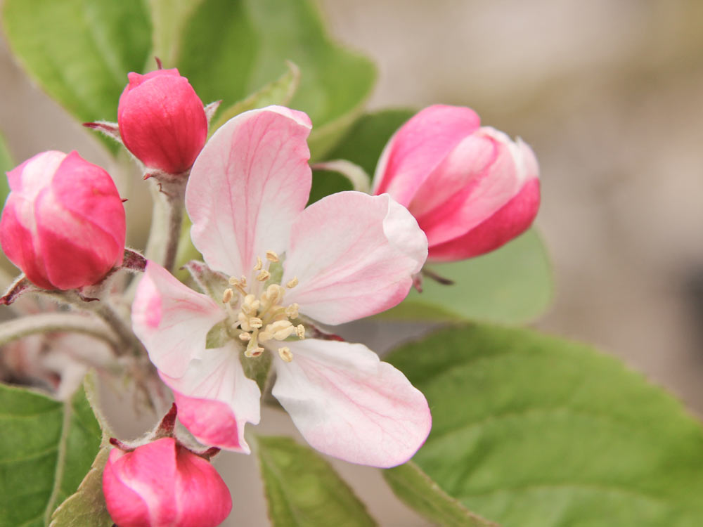 Apfel 'Elstar' • Malus 'Elstar' Ansicht 1