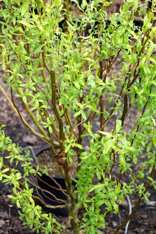 Korkenzieherweide • Salix matsudana 'Tortuosa' Ansicht 3