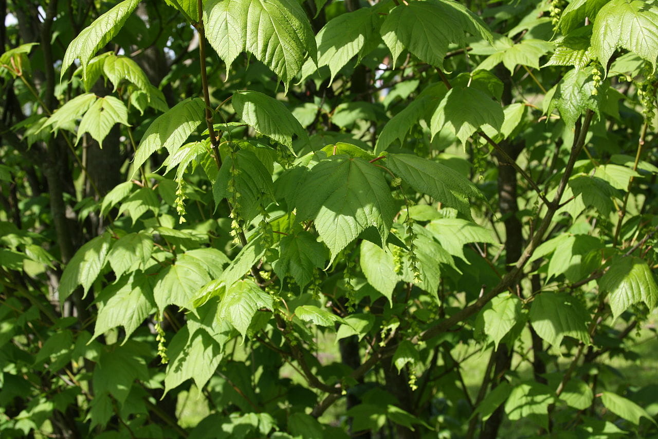 Amerikanischer Streifenahorn • Acer pensylvanicum Ansicht 2