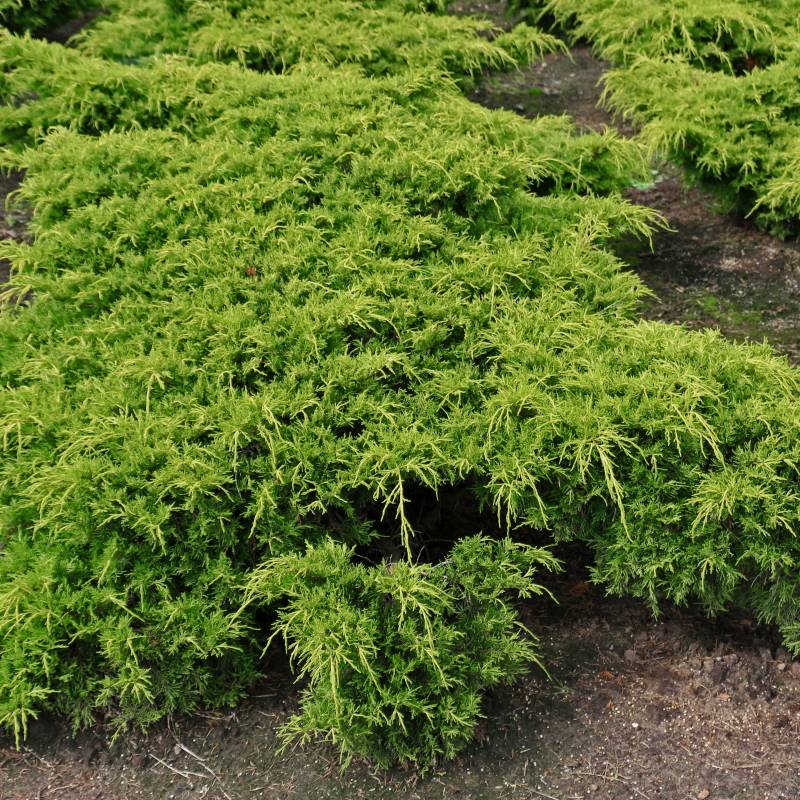 Gelber Pfitzerwacholder 'Old Gold' • Juniperus media 'Old Gold' Ansicht 5