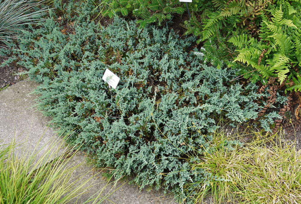 Blauer Teppichwacholder • Juniperus horizontalis 'Glauca' Ansicht 1