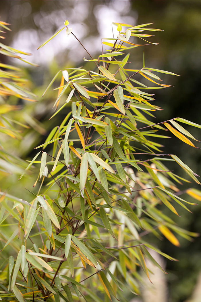 Jade-Bambus 'Jiuzhaigou 1' • Fargesia murieliae 'Jiuzhaigou 1'