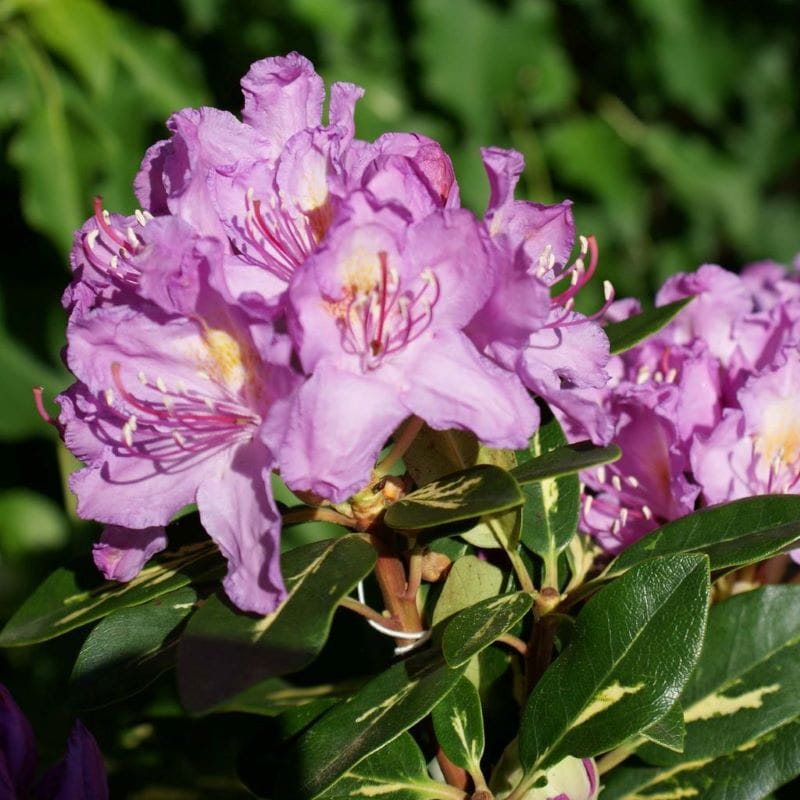 Rhododendron 'Goldflimmer' • Rhododendron Hybride 'Goldflimmer' Ansicht 3