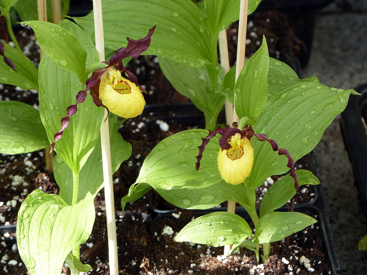 Gelb-braune Frauenschuh-Orchidee • Cypripedium calceolus Hybriden Ansicht 3