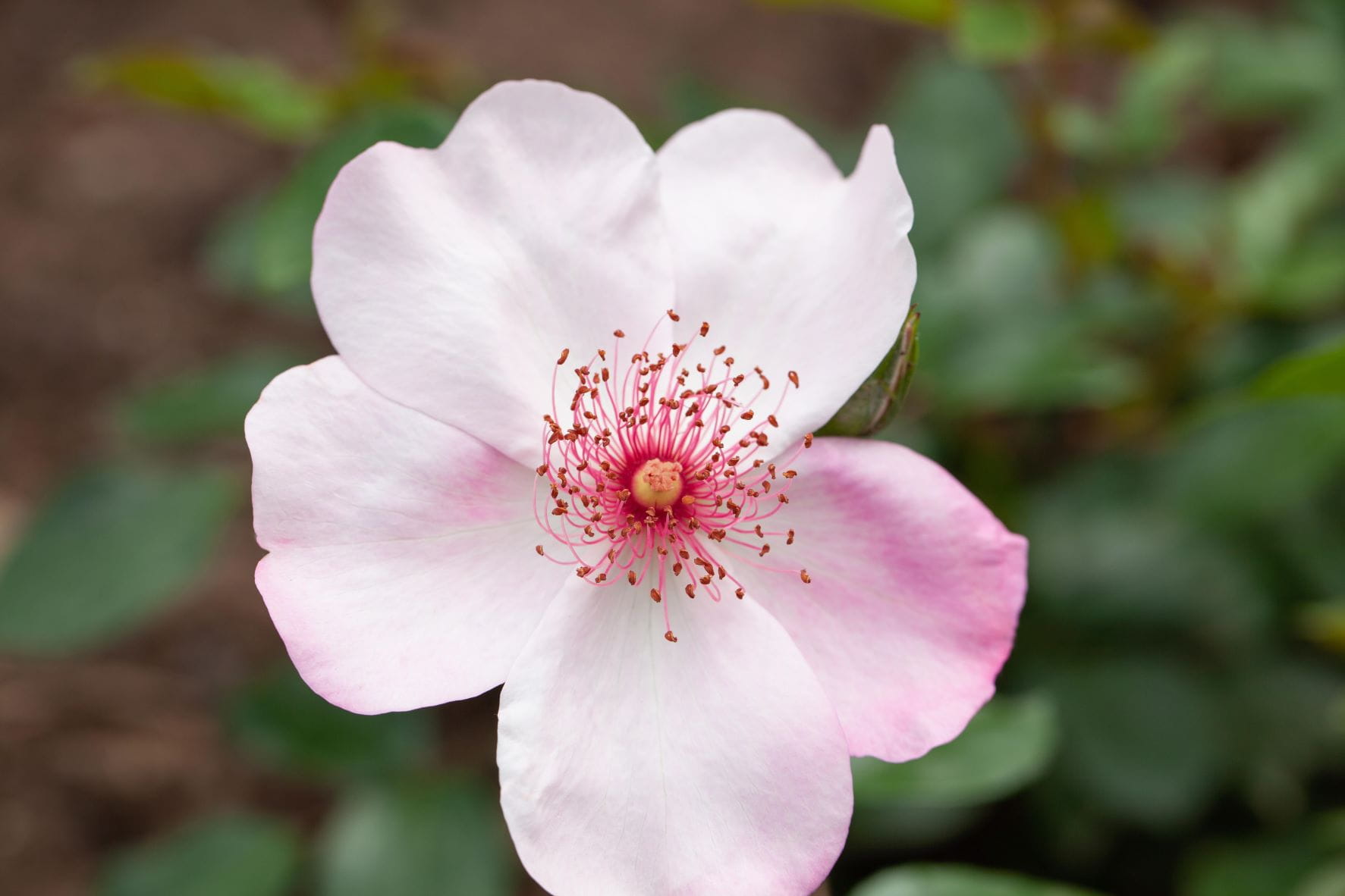 Vogesen-Rose • Rosa vosagiaca Ansicht 2