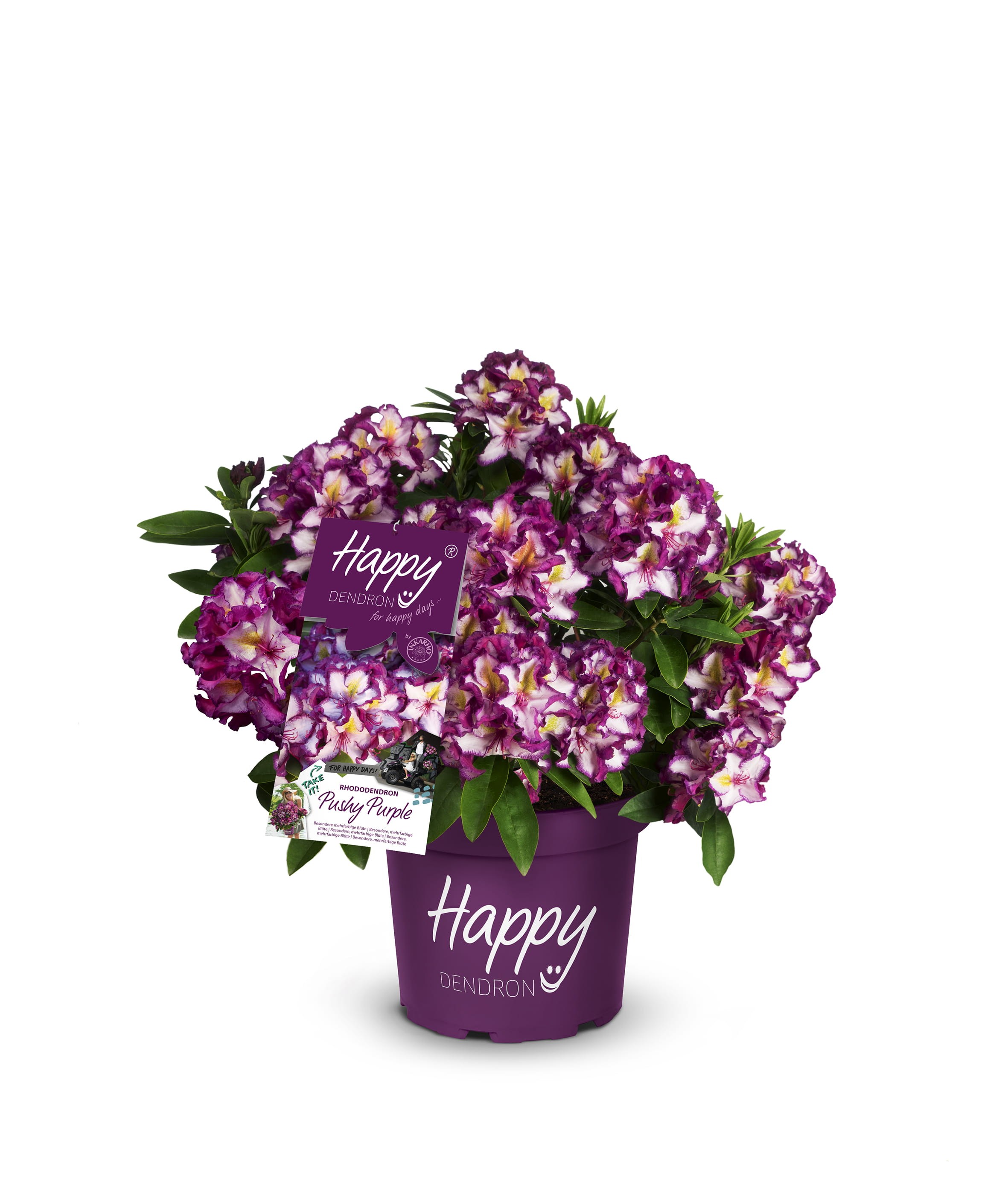Rhododendron 'Pushy Purple'®, 'HAPPYdendron'® • Rhododendron 'Pushy Purple'®, 'HAPPYdendron'® Ansicht 1