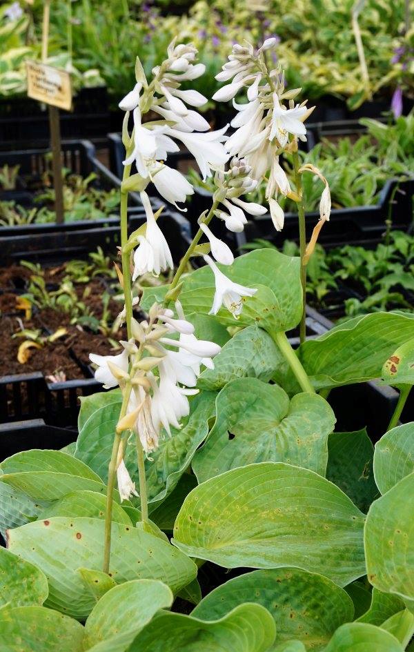 Garten-Funkie Bressingham Blue • Hosta sieboldiana Bressingham Blue Ansicht 5