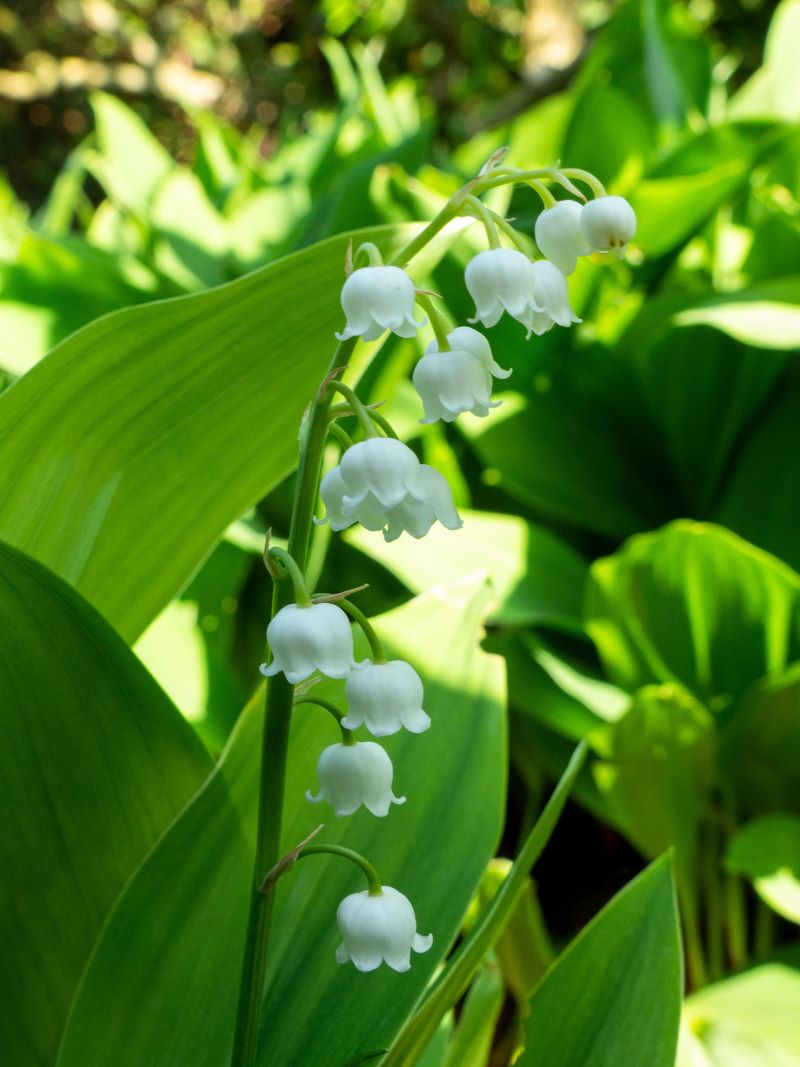 Maiglöckchen • Convallaria majalis Ansicht 5