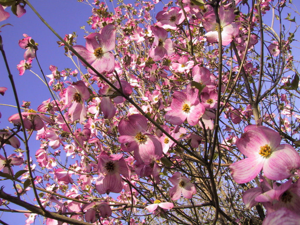 Amerikanischer Blumen-Hartriegel 'Sweetwater' • Cornus florida 'Sweetwater' Ansicht 1